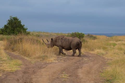 Nachtelijke Game Drive Safari in Nairobi Nationaal Park