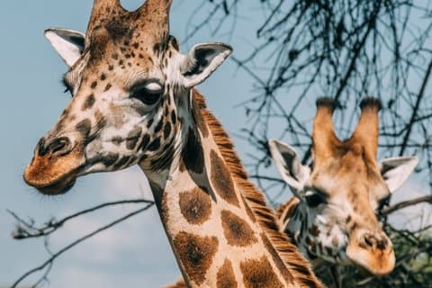 3-dagars Murchison Falls Safari med Big Five Adventure Experience