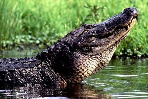 New Orleans natur og dyreliv båttur