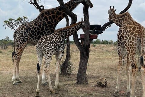 Mombasa: Nguuni Wildlife Walk & Mijikenda Village Experience