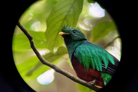 Monteverde Wildlife Tour mit Experten Fortgeschrittener