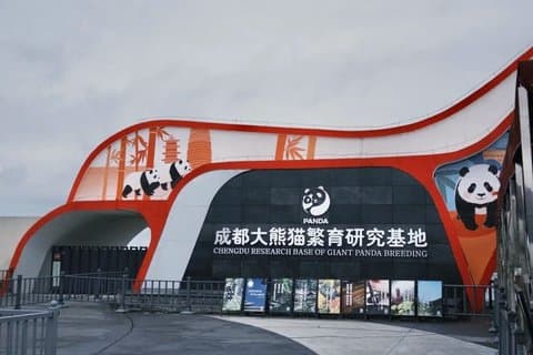 Chengdu Panda Base Tour Pandor med Engelska Guide