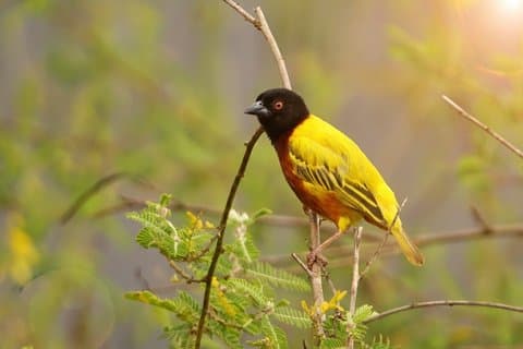 Multiday Uganda Birding Safari and Uganda Birding Habitats