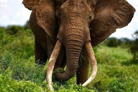 3 Dias de jogo focado em elefantes no Parque Nacional Amboseli
