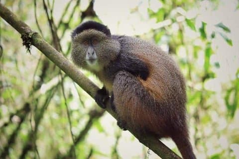 En dag Golden Monkey Trekking i Volcanoes National Park