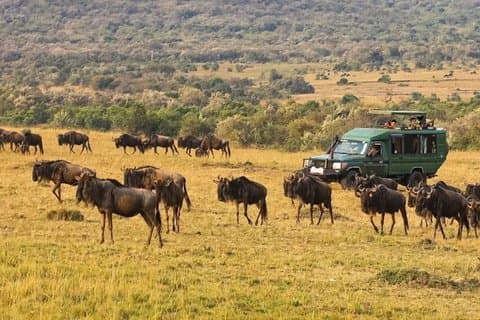 3 Days Maasai Mara Big Five Great Wildebeest Experience