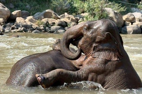 Smile Elephant Chiang Mai (Halvdags besøk)