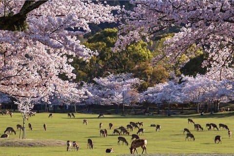 Nara et Uji Visite privée personnalisée au départ de Kyoto