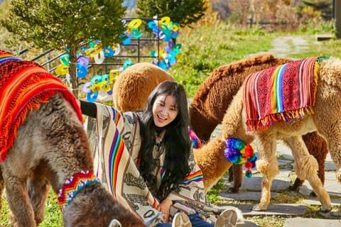 Alpaca World, Nami Island med valgfri jernbane tur fra Seoul