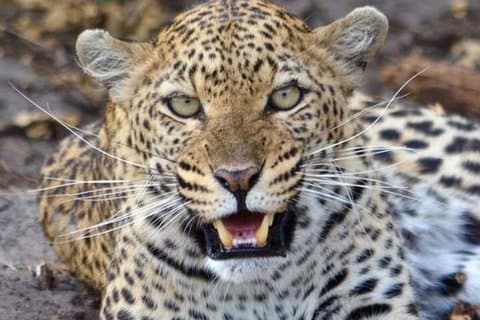 4 giorni Il meglio del Masai Mara e del Lago Nakuru Safari naturalistico.