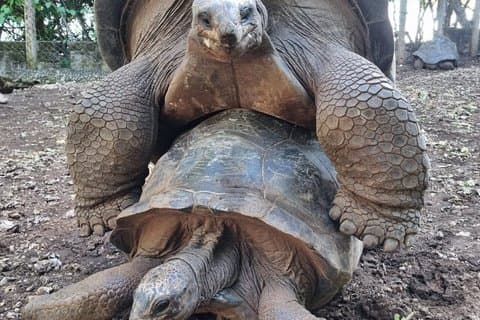 Explore Prison Island, giant tortoises, peacock and Stone Town