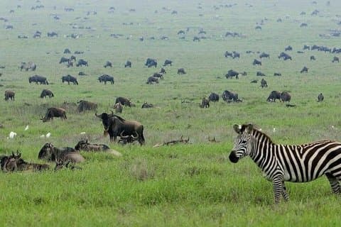 4 Day Tanzania Safari Tarangire Ngorongoro and Lake Manyara