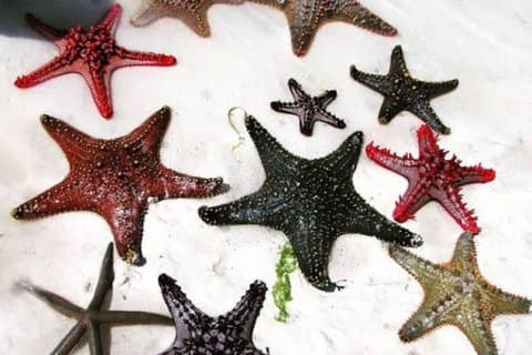 Starfish Encounter, Blue Lagoon Snorkeling & Tropical Fruit Lunch