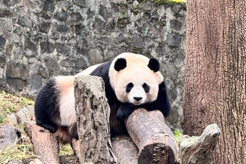 Dujiangyan Panda's en UNESCO Irrigatiesysteem Privé-ervaring