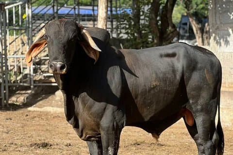 Día del Rodeo en San Juan del Sur con almuerzo y cena