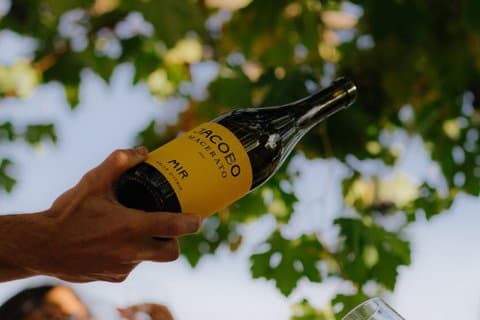 Authentic Puglia Wine Experience in Locorotondo