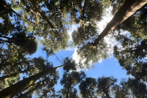 Alishan Join-in Day Tour from Taichung (Incl. Park Entrance)