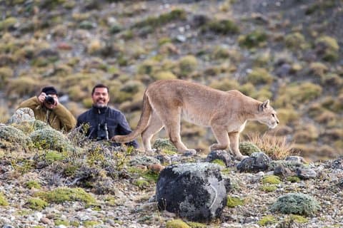 Puerto Natales: Puma Tracking Safari in Torres del Paine