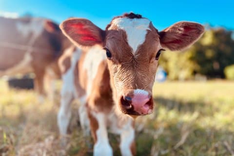 Excursão de fazenda regenerativa em Maui