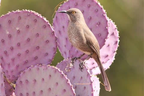 Sedona Birding Tour: Expert-Guided 3-Hour | Private Tour & Gear