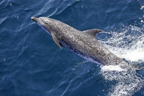 Evening Dolphin Cruise with Welcome Drink from Poreč