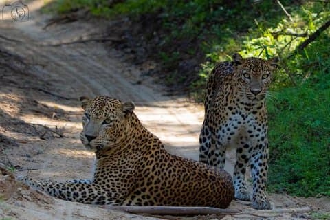 YALA BLOCK 5 & 6 Safari Tours Morning and Evening