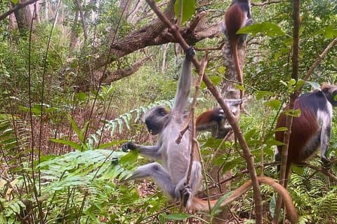 Jozani Forest and Spice Farm Tour Natuur en Smaken van Zanzibar