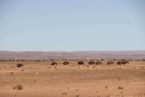 2 Day Erg Chigaga Dunes Excursion Passing By Ostriches