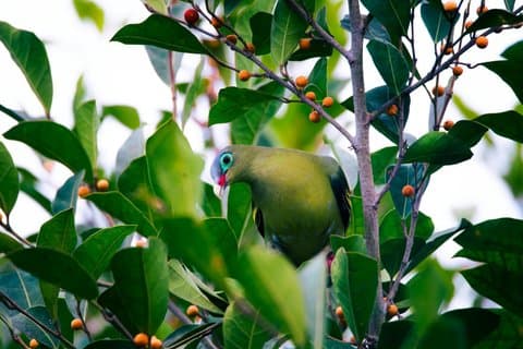 JungleWalla Desaru Coast Birdwatching