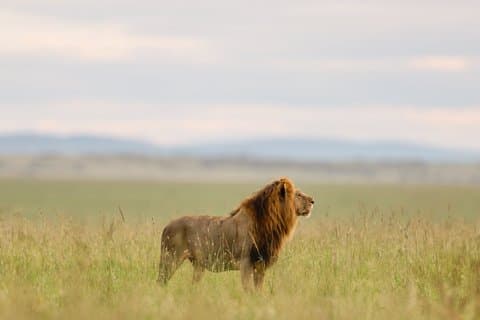 6 Días Masai Mara, Río Mara y Centro de la Jirafa por Mundo de Salvaje