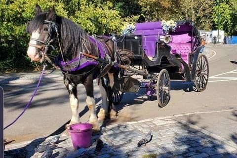Passeggiate guidate private in carrozza trainata da cavalli attraverso Central Park