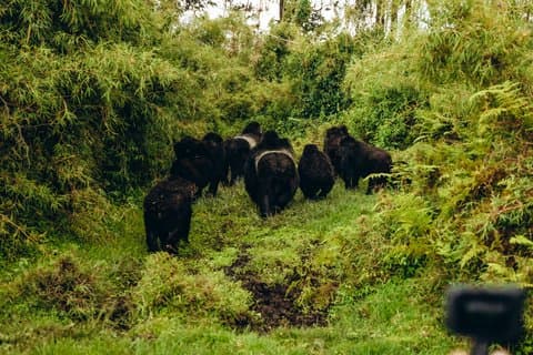 5 Dagar Gorillor & Golden Monkey Trekking i Volcanoes N.Park