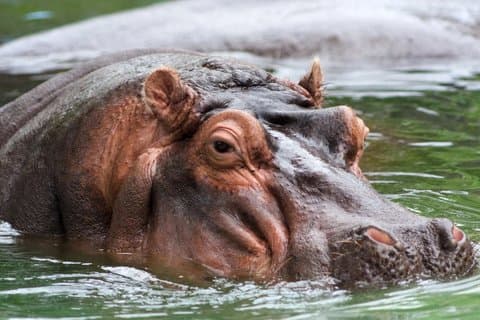 4 Days Hippos Sanctuary & Mole National Park, Wildlife Safari.