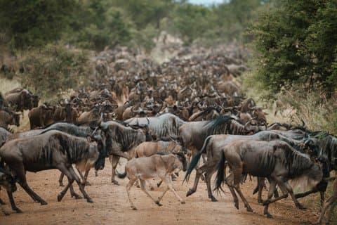 Hotell i nærheten av Tarangire Ngorongoro and Serengeti Great Migration Safari