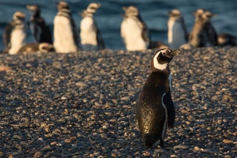 プエルト・マドリン終日プンタ・トンボへの小旅行