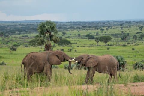 Privato 10 - Avventura di un giorno in Uganda