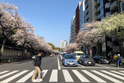 Een fotoshooting Hidden Gem Tour voor Sakura Cherry Blossom Season