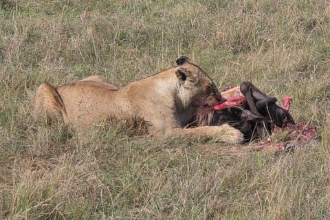 3 Days 2 Nights Maasai Mara Group Joining Safari