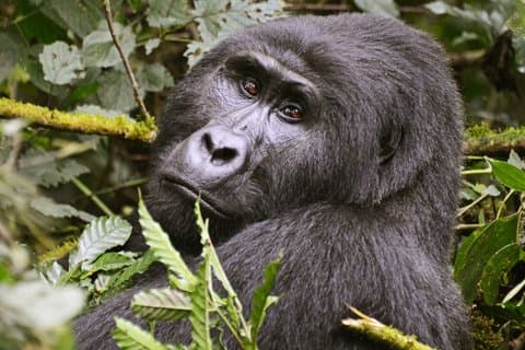 2 Días Gorila Trekking Uganda desde Kigali