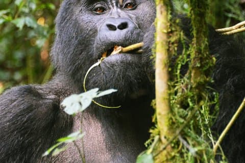 Trekking in gorilla di 4 giorni in Uganda dal Ruanda