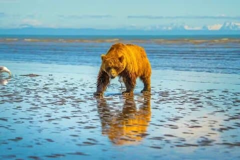 Bear Viewing at Lake Clark National Park from Homer, AK