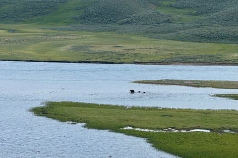 Yellowstone Wildlife Safari Day Tour