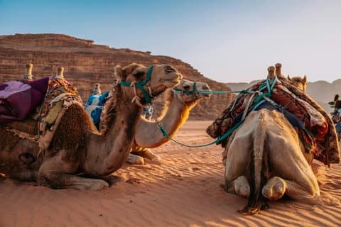 Giro in cammello nel deserto di Agafay con cena e spettacolo di fuoco