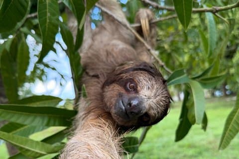 Roatan Private Wildlife Sloth Chocolate Rum and WestBay Beach Day
