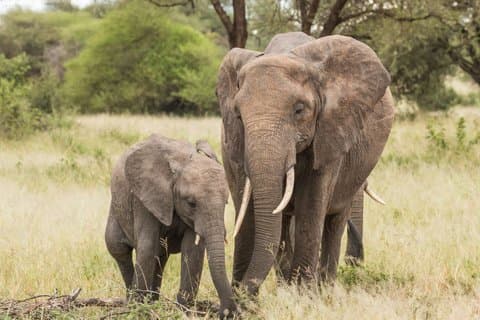 Tarangire National Park Day Trip