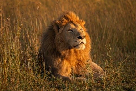 ンゴロンゴロとタランギルサファリを渡るセレンゲティ・マラ川