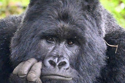 Uganda: 3-dages Gorilla Trekking i Bwindi Forest