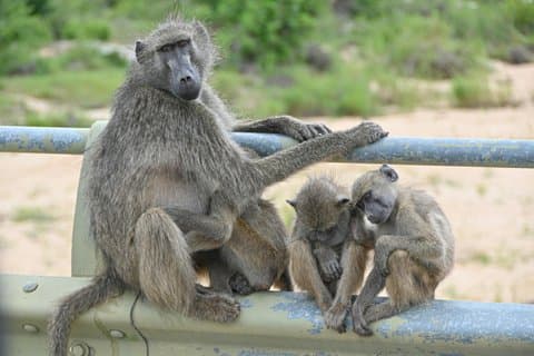 2-dages tur til Tsavo East Safari fra Mombasa
