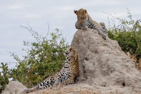 Chobe and Namibian Island Tour with Lunch from Victoria Falls