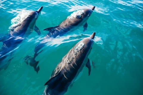 Key West: Dolphin Watching cruise & Snorkeling unlimited beer & soda